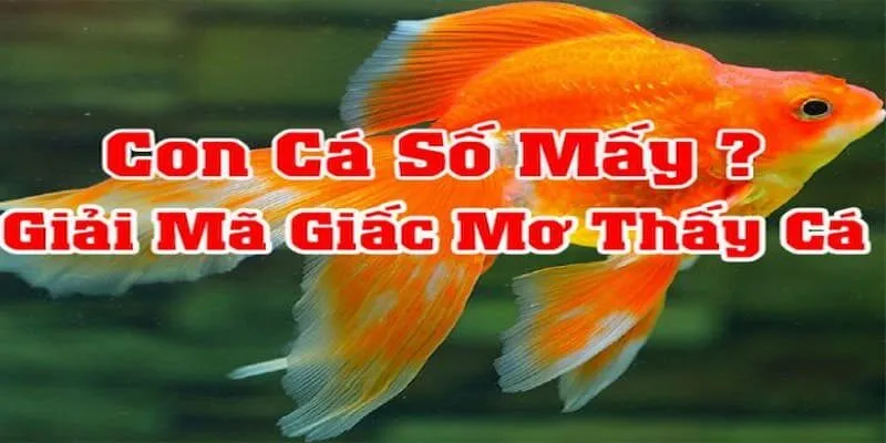 Giải Mã Giấc Mơ Thấy Cá Và Các Con Số May Mắn Liên Quan Nhất 2 Các con số đổi vận khi chiêm bao thấy cá